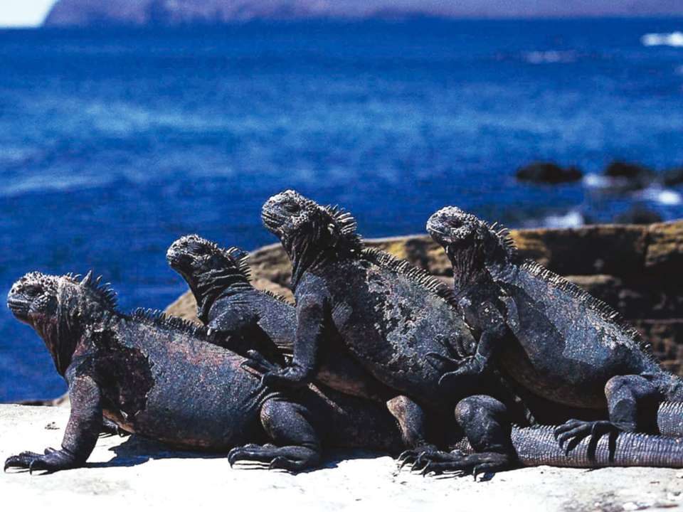 Ultimate Galapagos - 10 days - On The Go Tours - Ecuador - Image 4
