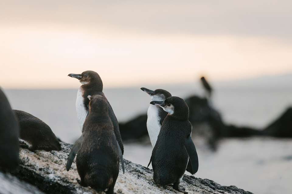 Ultimate Galapagos: Central Islands (Grand Daphne) - Intrepid Travel - Ecuador - Image 6