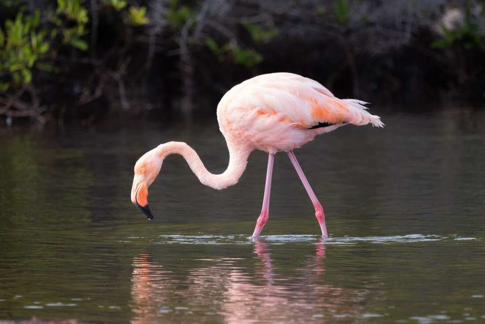 Ultimate Galapagos: Central Islands (Grand Daphne) - Intrepid Travel - Ecuador - Image 9