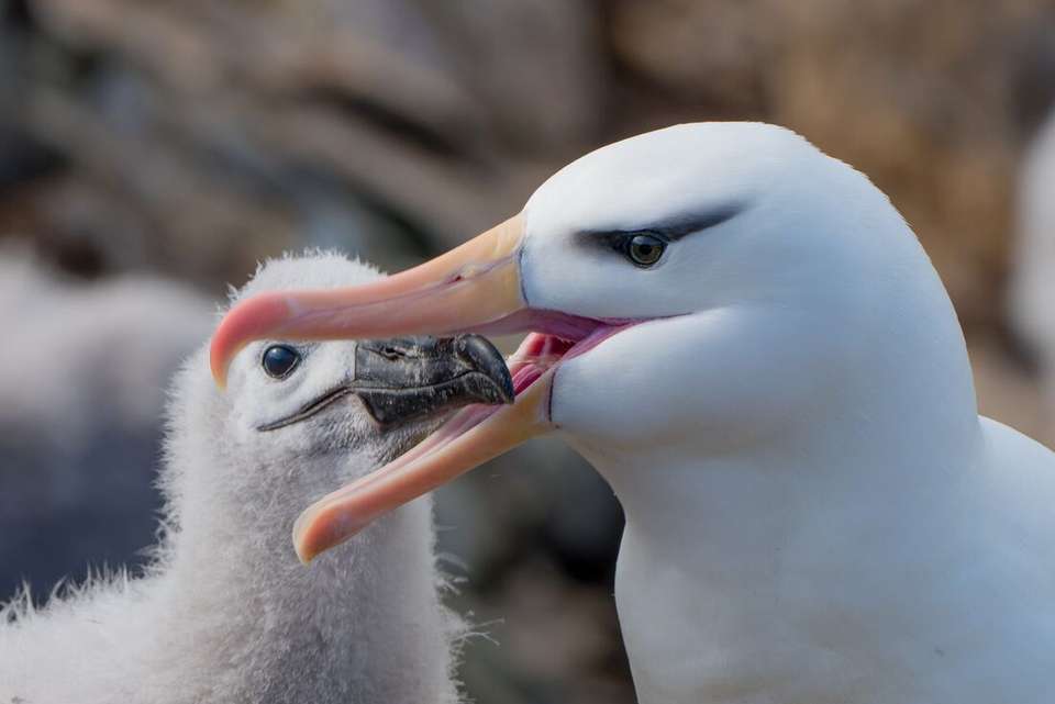 Ultimate New Year's: Falklands, South Georgia & Antarctic Circle (Ocean Albatros) - undefined - Image 5