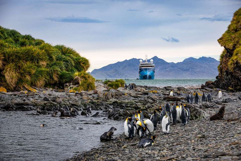 Ultimate New Year's: Falklands, South Georgia & Antarctic Circle (Ocean Albatros) - undefined - Image 7