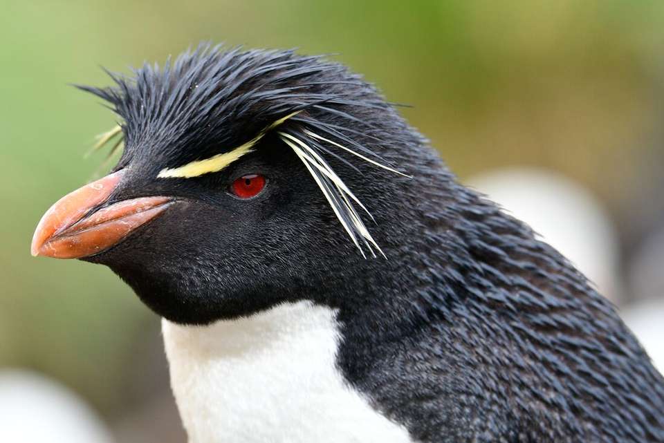 Ultimate New Year's: Falklands, South Georgia & Antarctic Circle (Ocean Albatros) - undefined - Image 9
