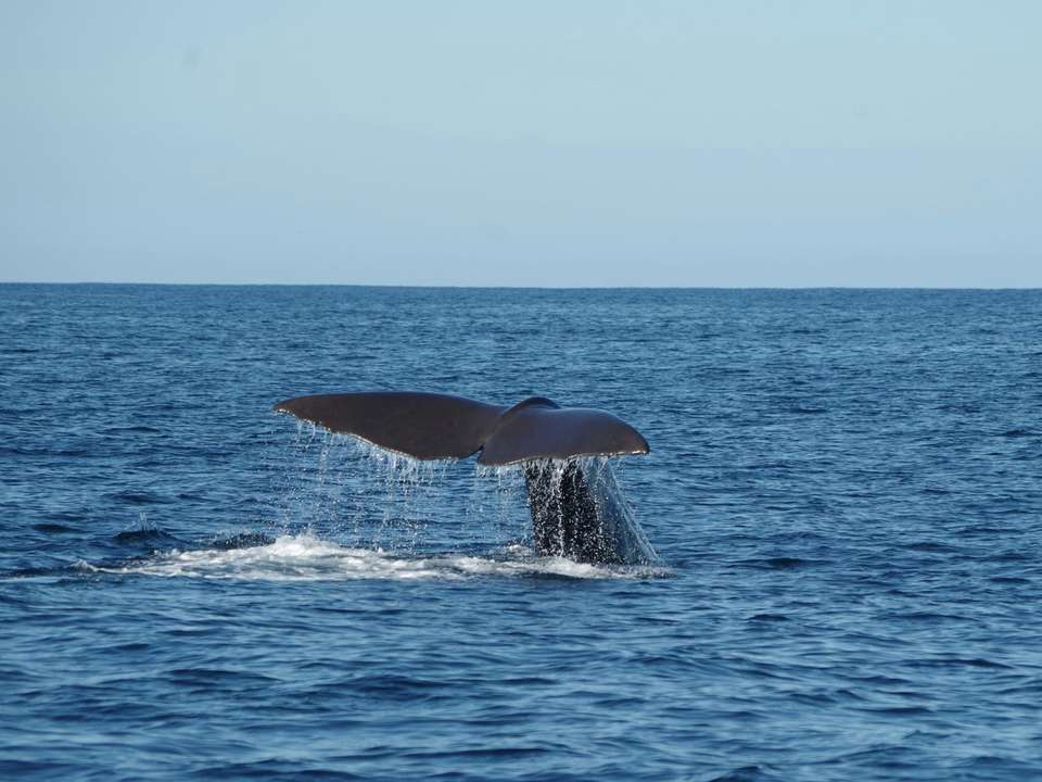 Ultimate New Zealand Highlights (Superior) - 19 days - On The Go Tours - New Zealand - Image 2