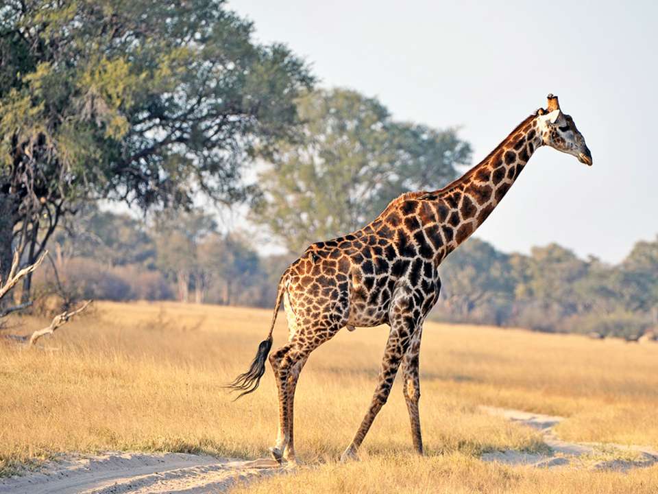 Unforgettable Africa: From Cape Town to the Okavango Delta - G Adventures - South Africa
