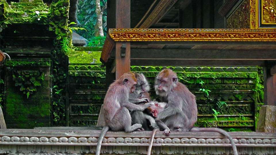 Unforgettable Bali, Private Tour - Destination Services - Indonesia - Image 5