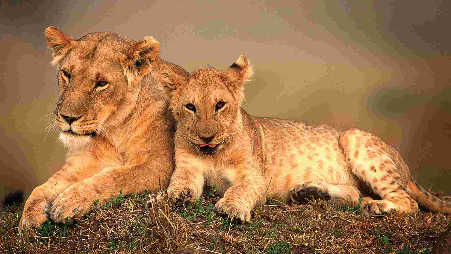 Unforgettable Kenya: Masai Mara & Lake Nakuru