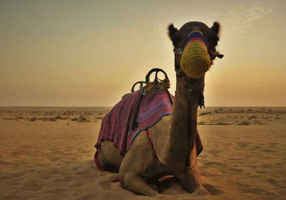 Unforgettable UAE and Oman - Indus Travels - UAE - Image 3