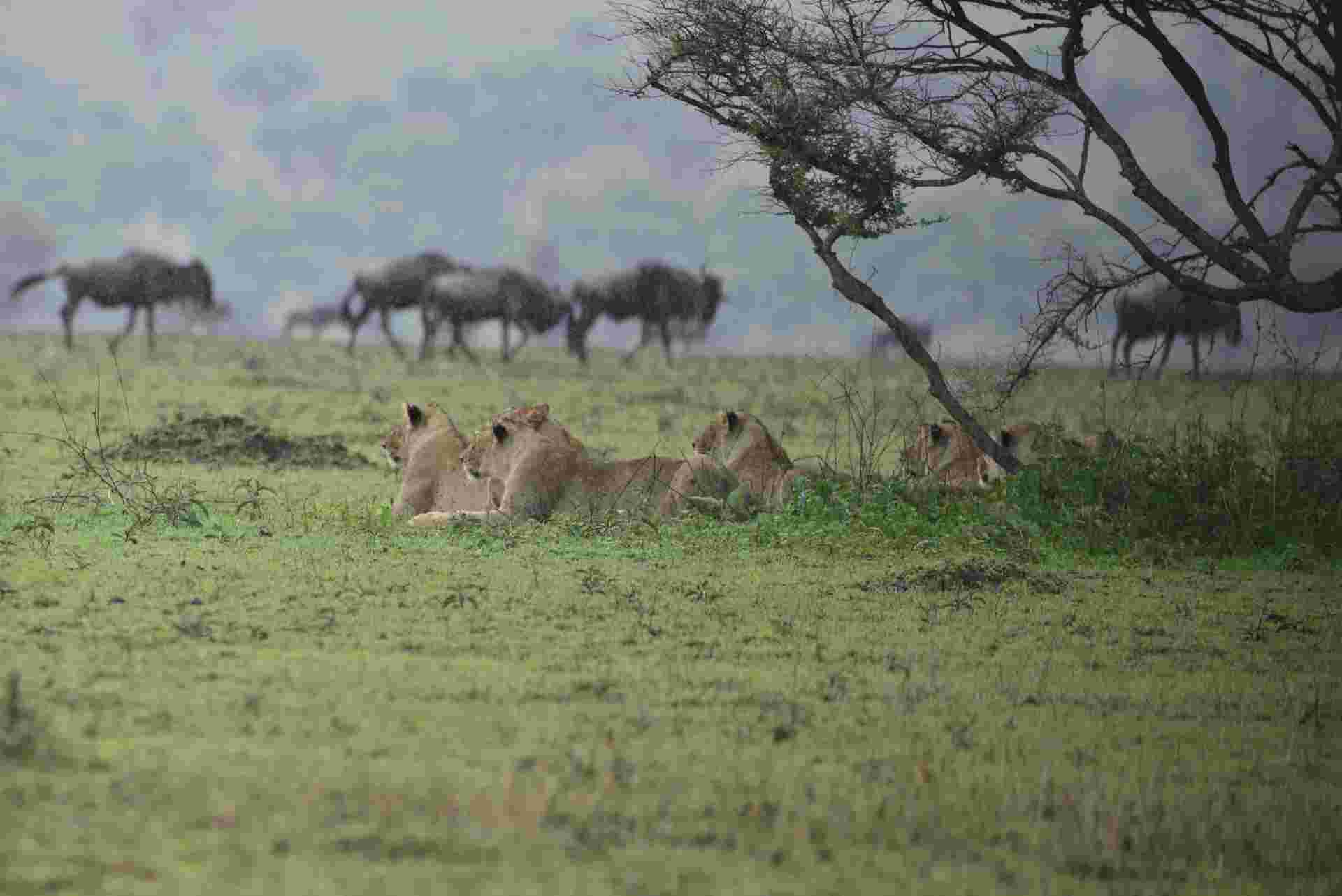Unforgettable Tanzanian Safari: Witness the Great Migration