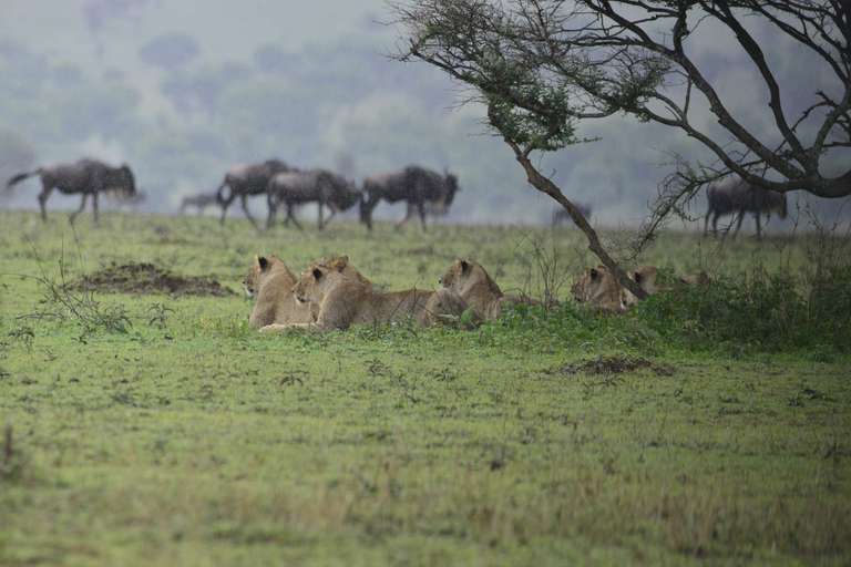 Unforgettable Tanzanian Safari: Witness the Great Migration trip - alternative tour available