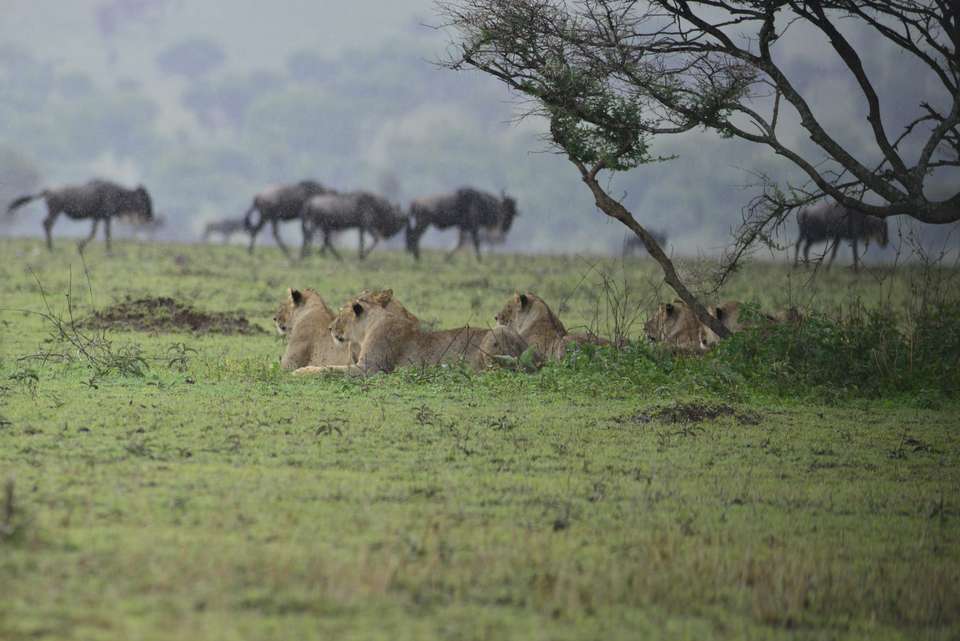 Unforgettable Tanzanian Safari: Witness the Great Migration - undefined - Image 1