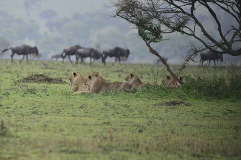 Tanzania Small Group Tours: Unforgettable Tanzanian Safari: Witness The Great Migration