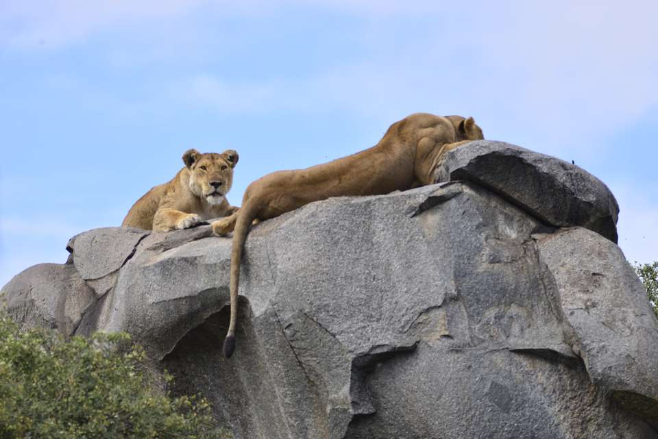 Unforgettable Tanzanian Safari: Witness the Great Migration - undefined - Image 2