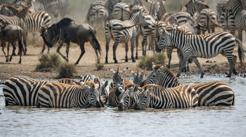 Unforgettable Tanzanian Safari: Witness the Great Migration - undefined - Image 4