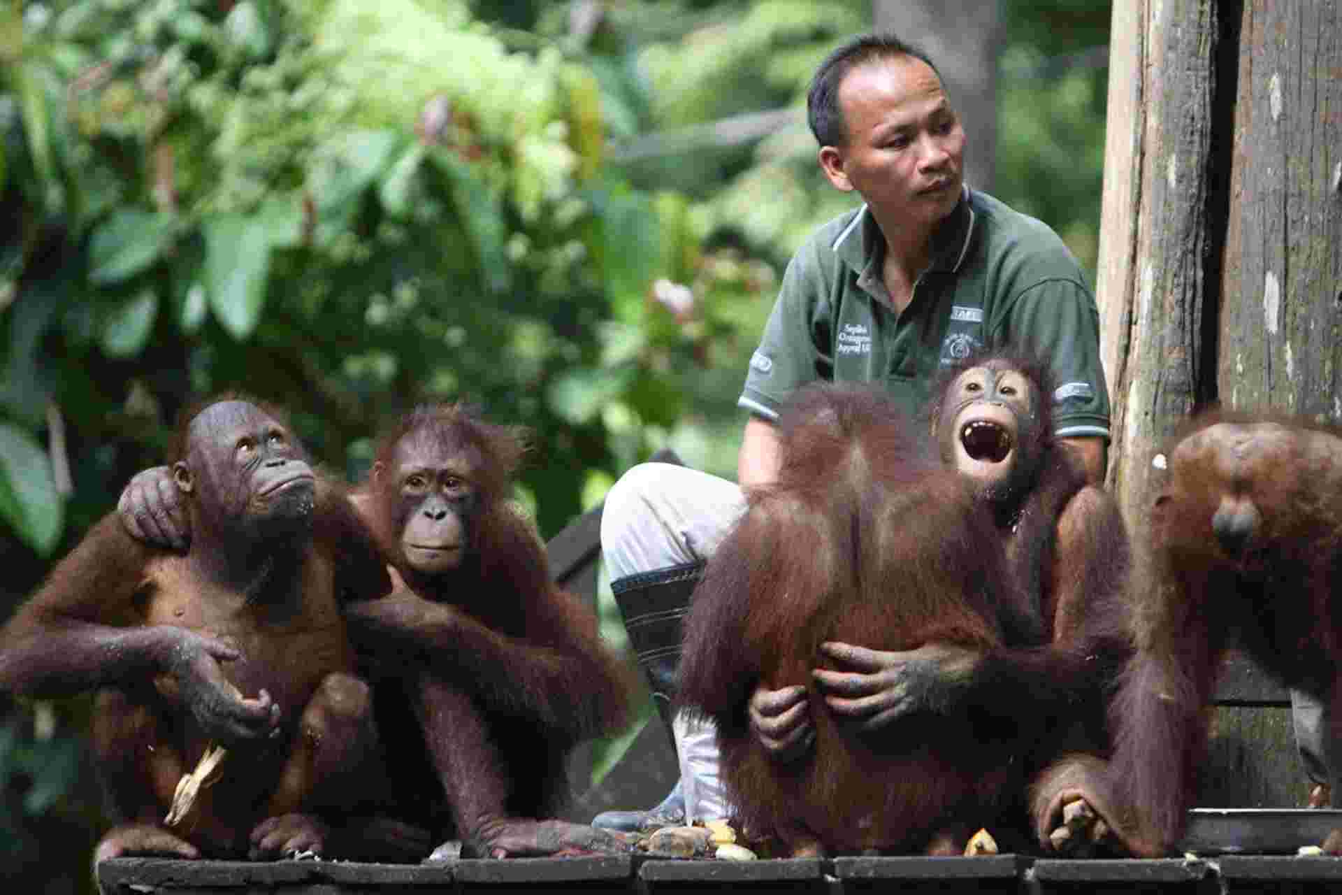 Untamed Borneo