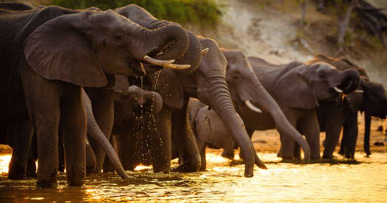 Upgraded - Botswana Wildlife Safari trip - alternative tour available