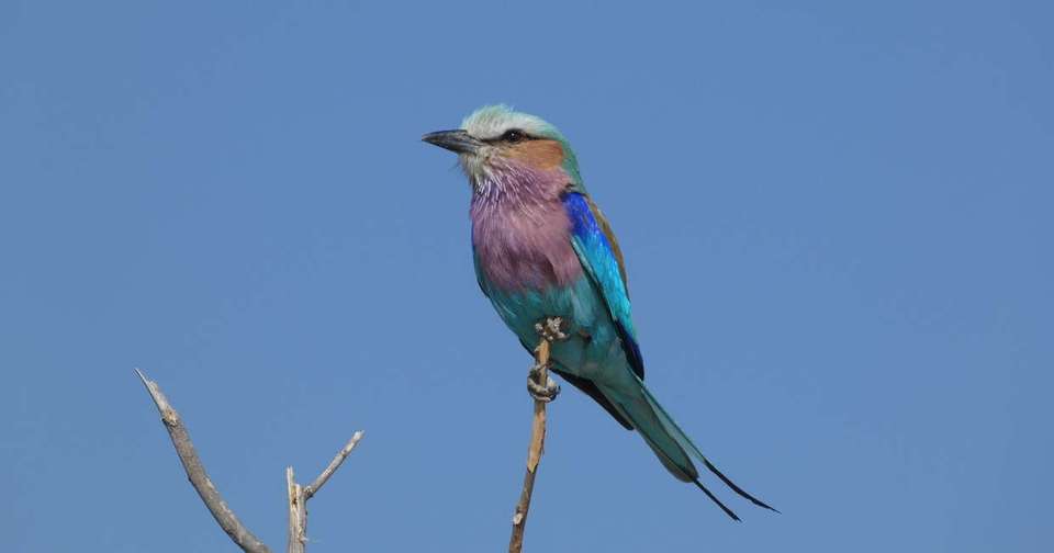Upgraded - Botswana Wildlife Safari - Explore - Botswana - Image 3