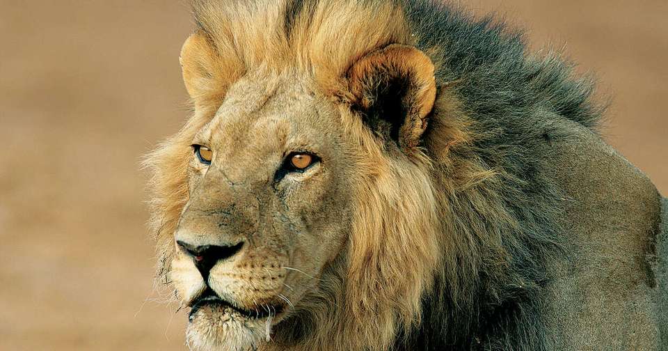 Upgraded - Botswana Wildlife Safari - Explore - Botswana - Image 4