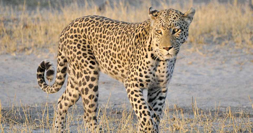 Upgraded - Botswana Wildlife Safari - Explore - Botswana - Image 5