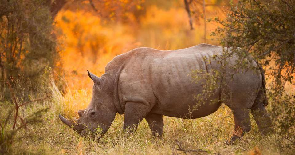 Upgraded - Botswana Wildlife Safari - Explore - Botswana - Image 7