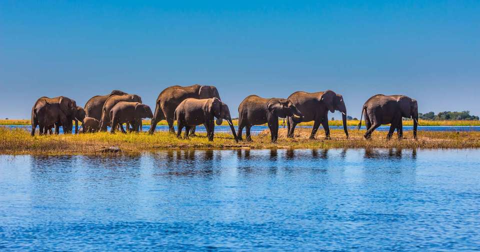 Upgraded - Botswana Wildlife Safari - Explore - Botswana - Image 8
