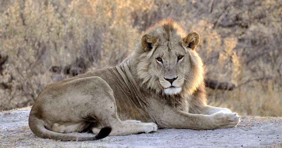 Upgraded - Botswana Wildlife Safari - Explore - Botswana - Image 9