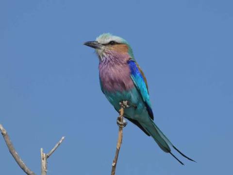 Africa Wildlife Safaris And Game Drives Tour: Upgraded - Botswana Wildlife Safari