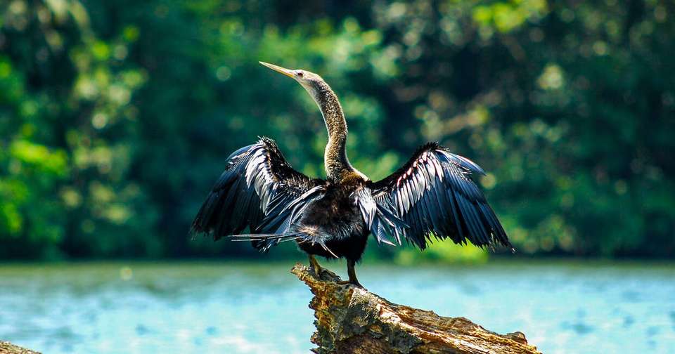 Upgraded - Costa Rica Wildlife - Explore - Costa Rica - Image 2