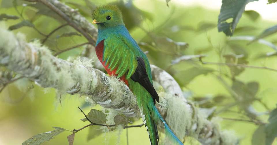 Upgraded - Costa Rica Wildlife - Explore - Costa Rica - Image 5