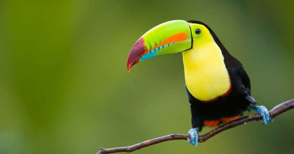 Upgraded - Costa Rica Wildlife - Explore - Costa Rica - Image 9