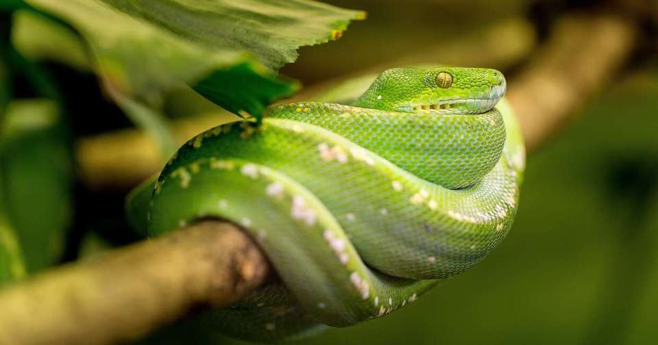 Upgraded - Costa Rica Wildlife - Explore - Costa Rica - Image 11