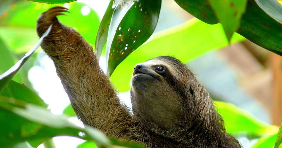 Upgraded - Costa Rica Wildlife - Explore - Costa Rica - Image 12