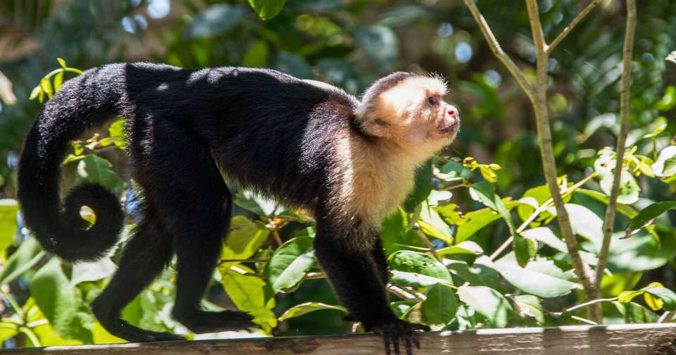 Upgraded - Costa Rica Wildlife - Explore - Costa Rica - Image 14