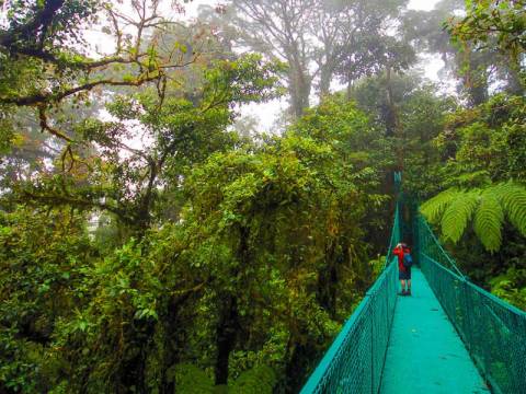 Costa Rica Travel Deals: Upgraded - Costa Rica Wildlife