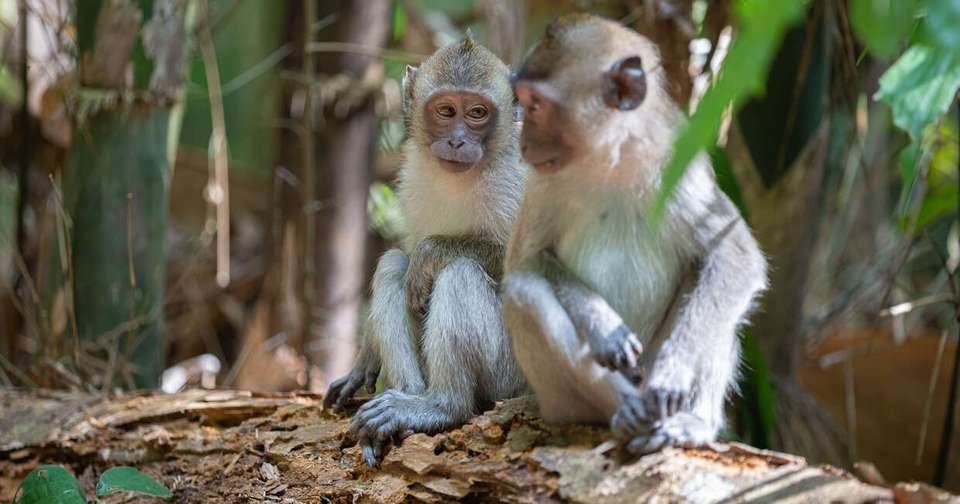 Upgraded - Discover Northern Thailand - Explore - Thailand - Image 2