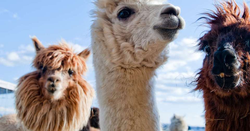 Upgraded - Discover Peru + the Amazon - Explore - Peru