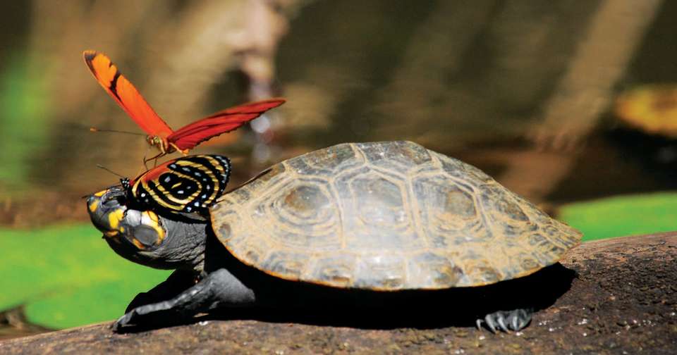 Upgraded - Discover Peru + the Amazon - Explore - Peru