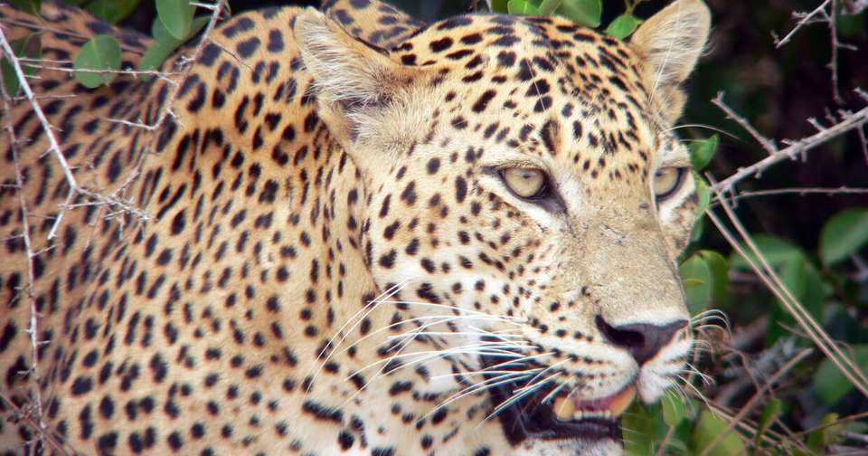 Upgraded - Discover Sri Lanka - Explore - Sri Lanka - Image 20