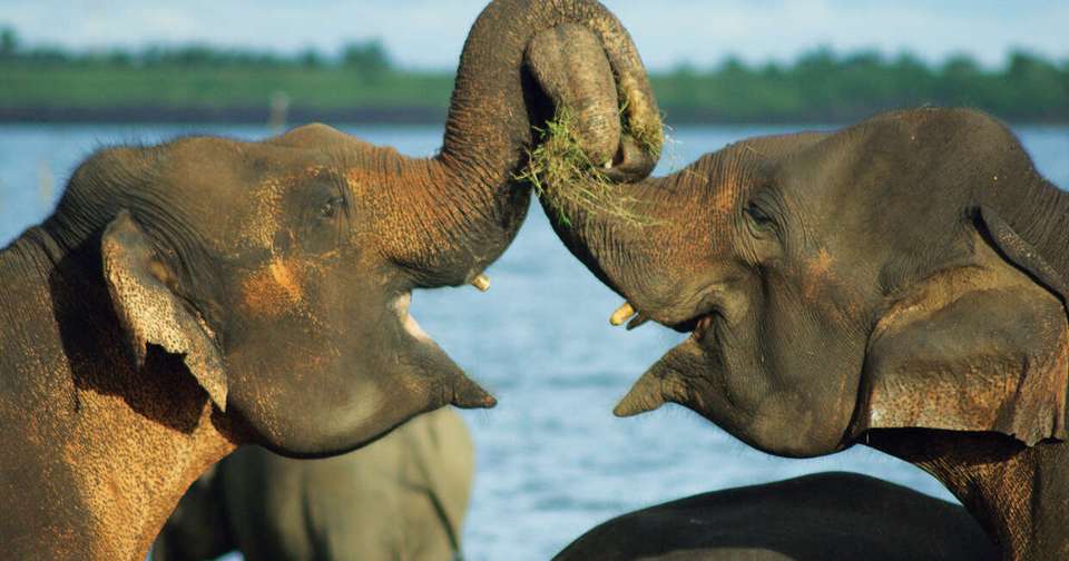 Upgraded - Discover Sri Lanka - Explore - Sri Lanka - Image 14