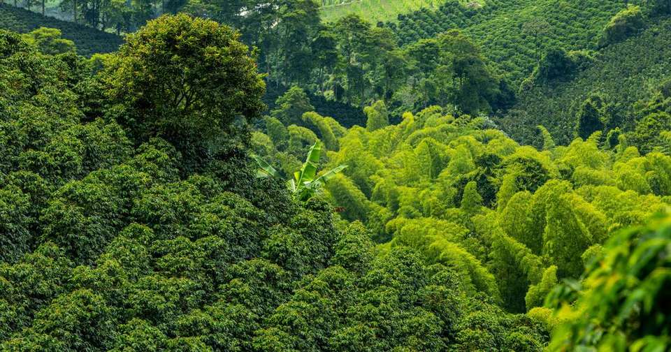 Upgraded - Highlights of Colombia - Explore - Colombia - Image 10