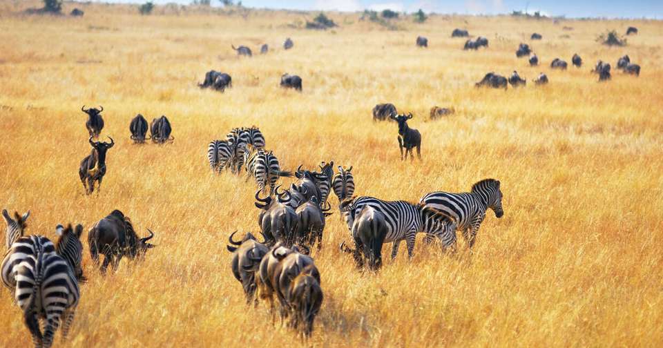 Upgraded - Highlights of Kenya - Explore - Kenya - Image 7