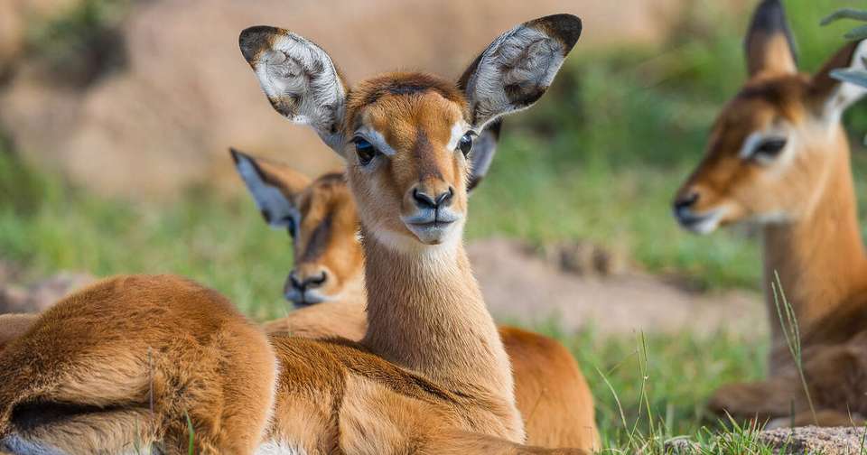 Upgraded - Highlights of Kenya - Explore - Kenya - Image 8