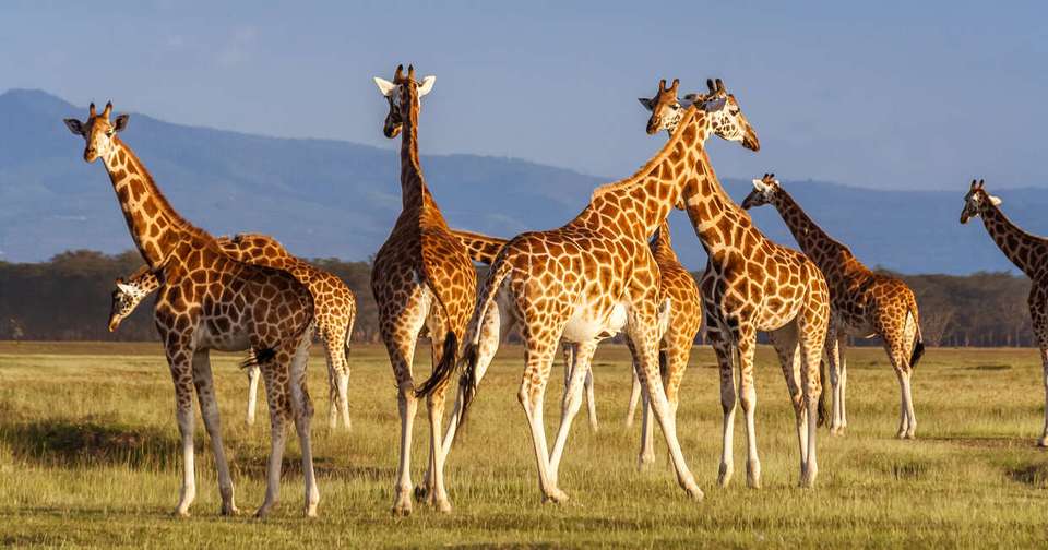 Upgraded - Highlights of Kenya - Explore - Kenya - Image 10