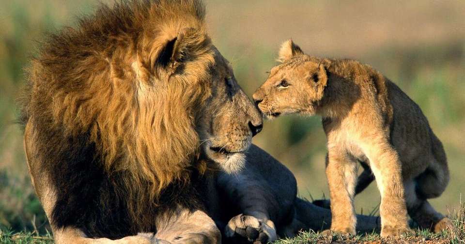Upgraded - Highlights of Kenya - Explore - Kenya - Image 11