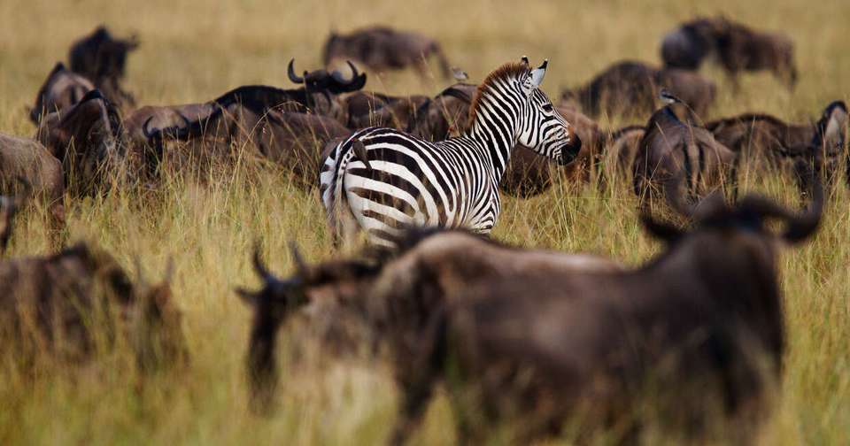 Upgraded - Highlights of Kenya & Tsavo - Explore - Kenya - Image 5