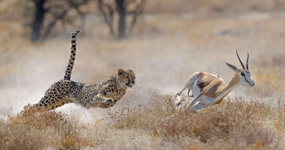 Upgraded - Highlights of Namibia - undefined - Image 1