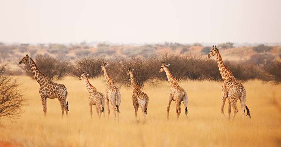 Upgraded - Highlights of Namibia - undefined - Image 6