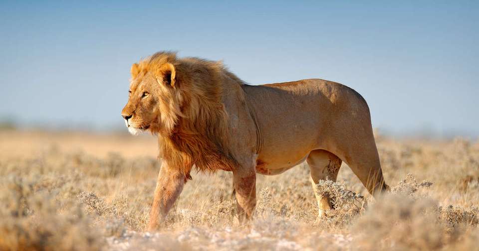Upgraded - Highlights of Namibia - undefined - Image 7
