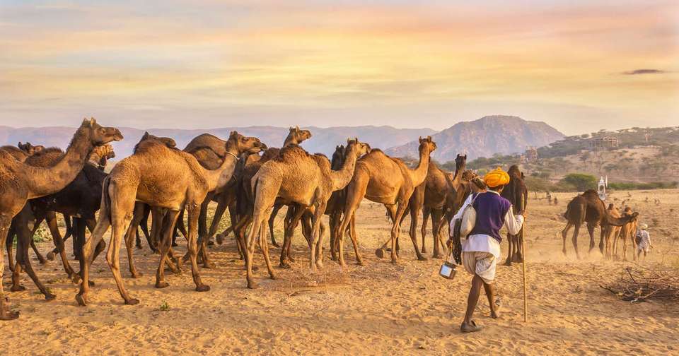 Upgraded - India: Forts + Palaces of Rajasthan - Explore - India - Image 12