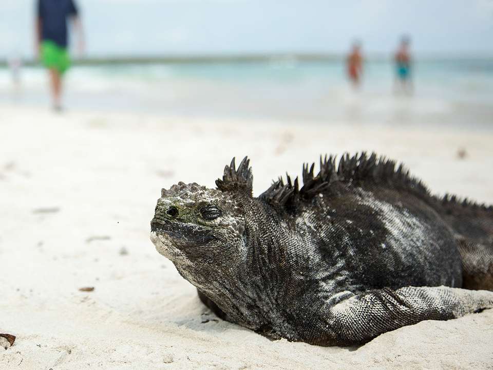 Upgraded Land Galapagos - G Adventures - Ecuador - Image 13