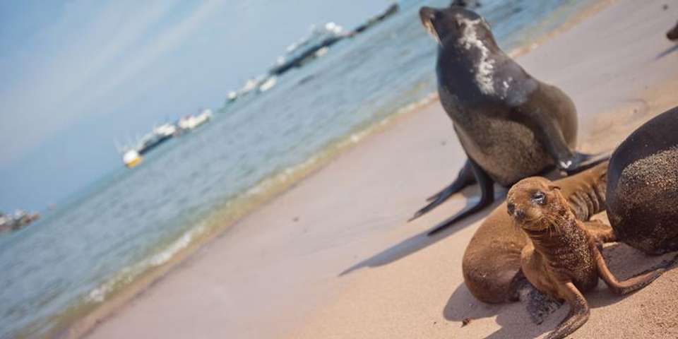 Upgraded Land Galapagos - G Adventures - Ecuador - Image 3